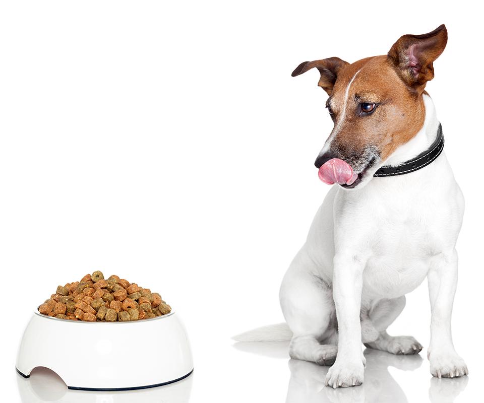 chien croquettes