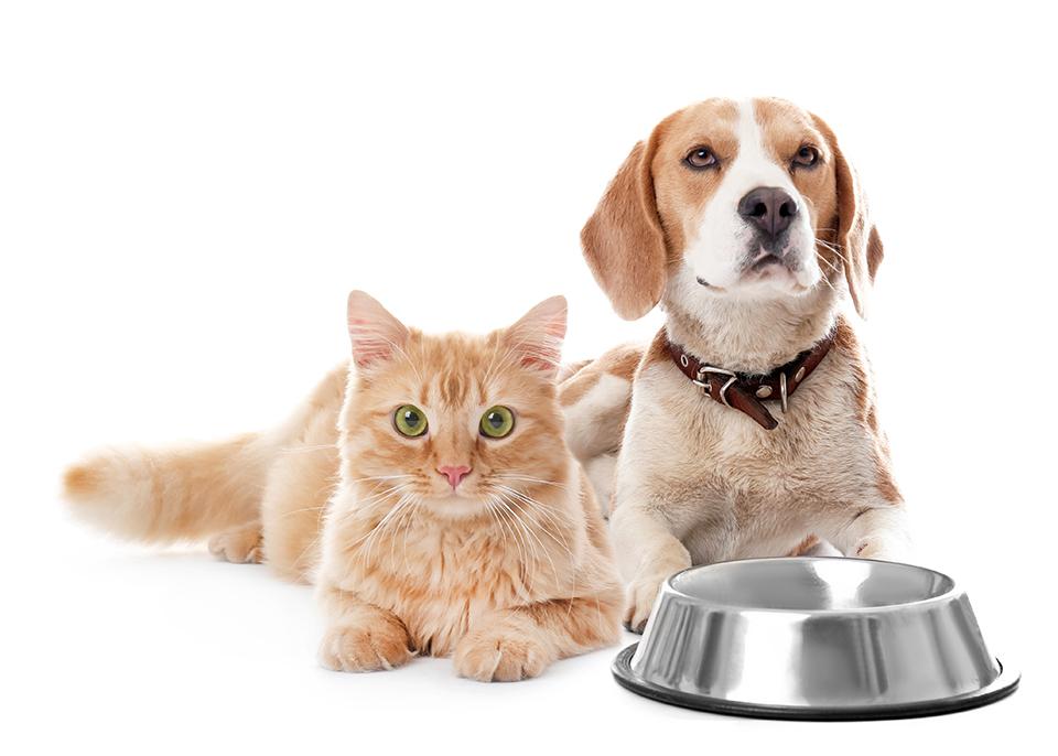 vente aliments chien chat