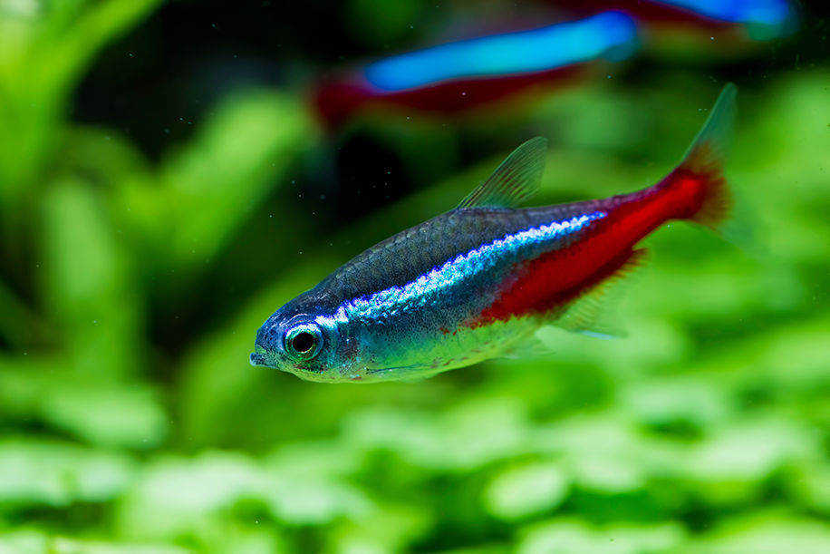 aquarium poissons