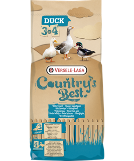 oies canards