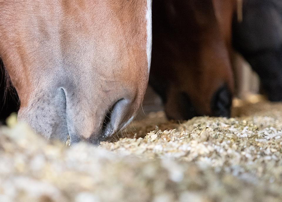 CHEVAUX
