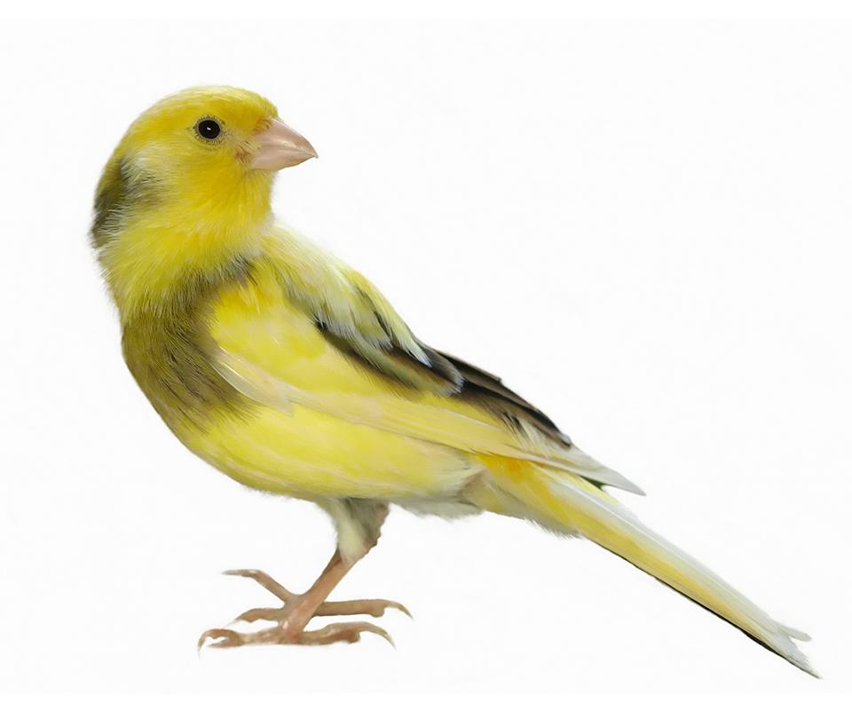 oiseau jaune