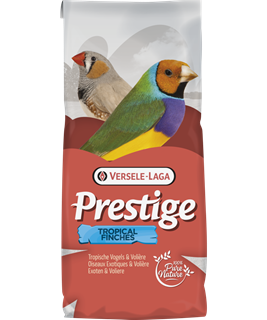 oiseaux tropicaux