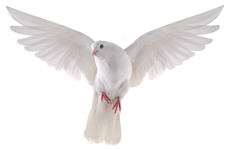 pigeon blanc