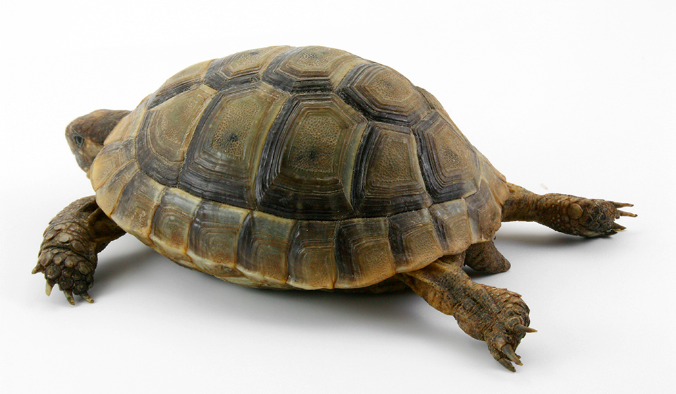 tortues de compagnie