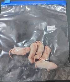 rat congelé