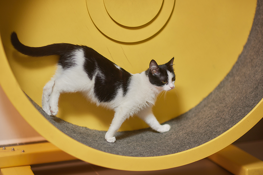chat roue