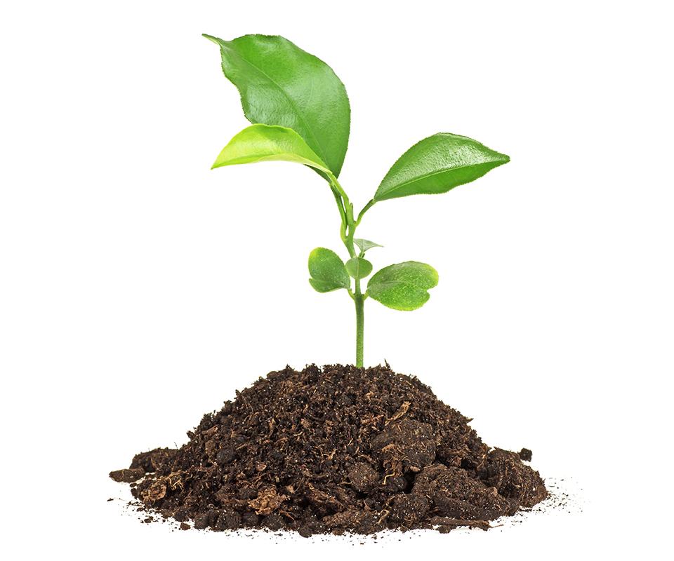 plant légume