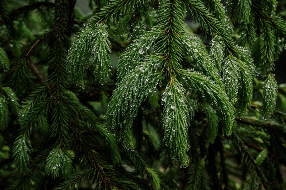 sapins